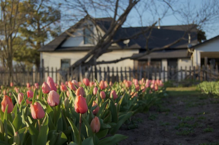 Above are tulips by Ryan Oaks, available in Minco for purchase. Head over and cut what you like for only  a flower. Call (405) 370-4230 for more information or possible delivery. Photo by Erin Lynch