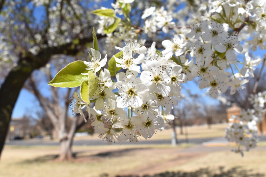 The flowers around campus are in full bloom around campus.