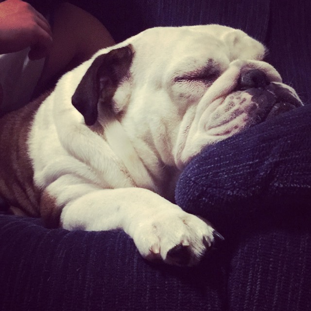 Dogs not only enrich our lives through their silly antics and unconditional love, they also teach us valuable life lessons.