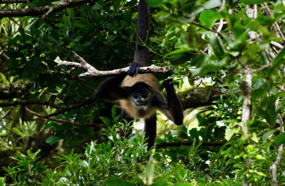 A curious Spider Monkey hangs from a tree limb, hoping to see what caught its attention. 
